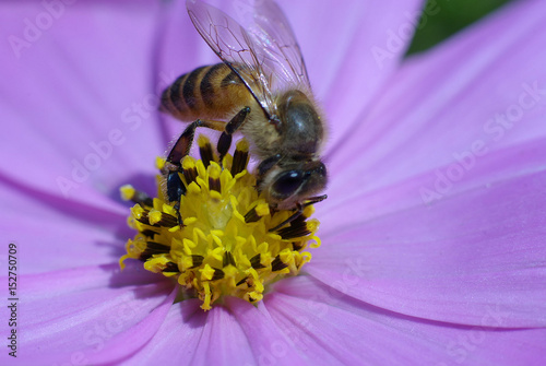 Close up of  a bee working hard on the yellow stamens with pink purple petals