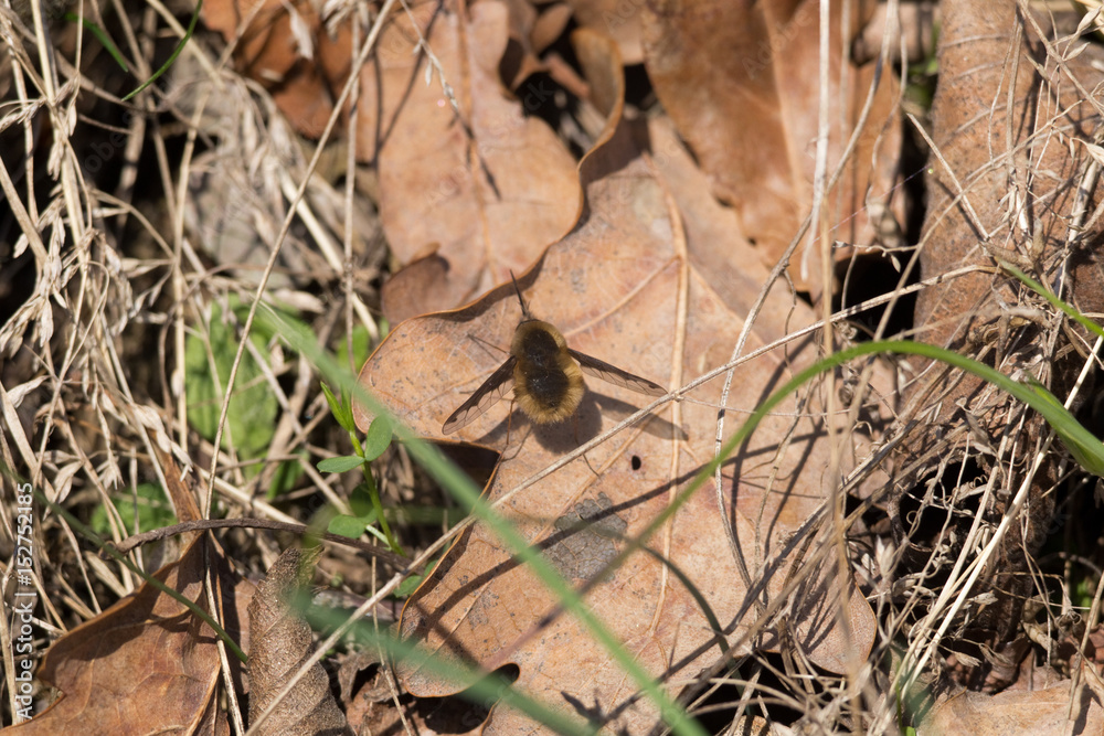 Bee flies Bombyliidae. Ginger colour furry fly looks like moths or mimics bumblebees and bees. Insect macro shot close-up Bee flies Bombyliidae. Ginger colour furry fly looks like moths or mimics bumblebees and bees. Insect macro shot close-up