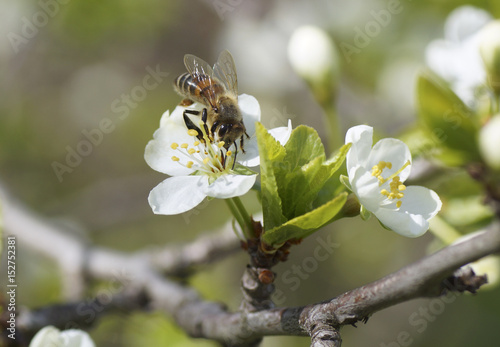 The bee sits on a white flower.