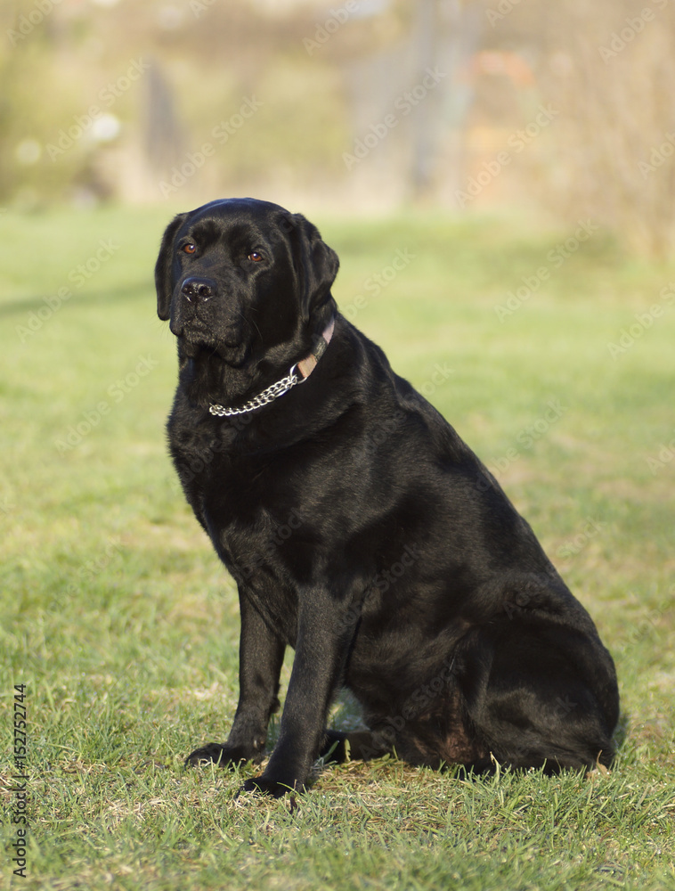 Portrait of a black dog.