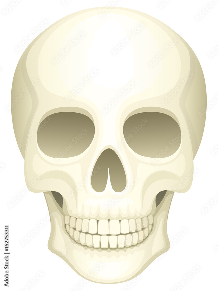 Vector illustration of a human skull. Vector illustration of a human skull.