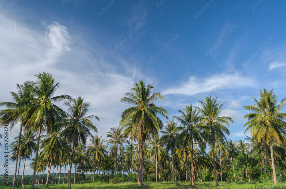 Coconut tree plantation.