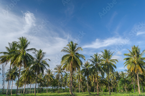 Coconut tree plantation.