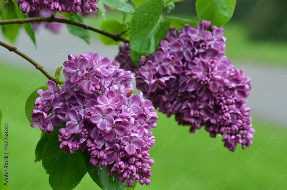 springtime purple lilac flowers springtime purple lilac flowers
