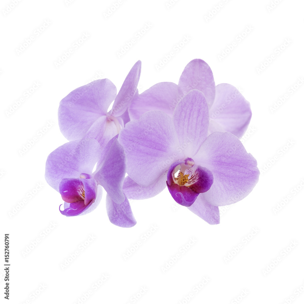 Obraz premium Orchid on a white background.