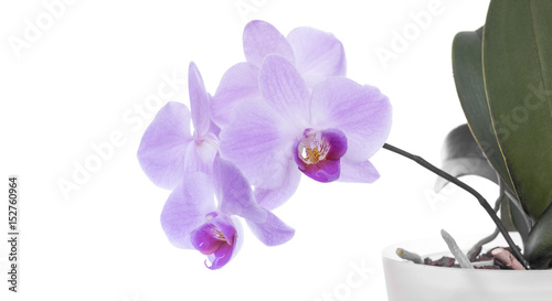 Orchid on a white background.