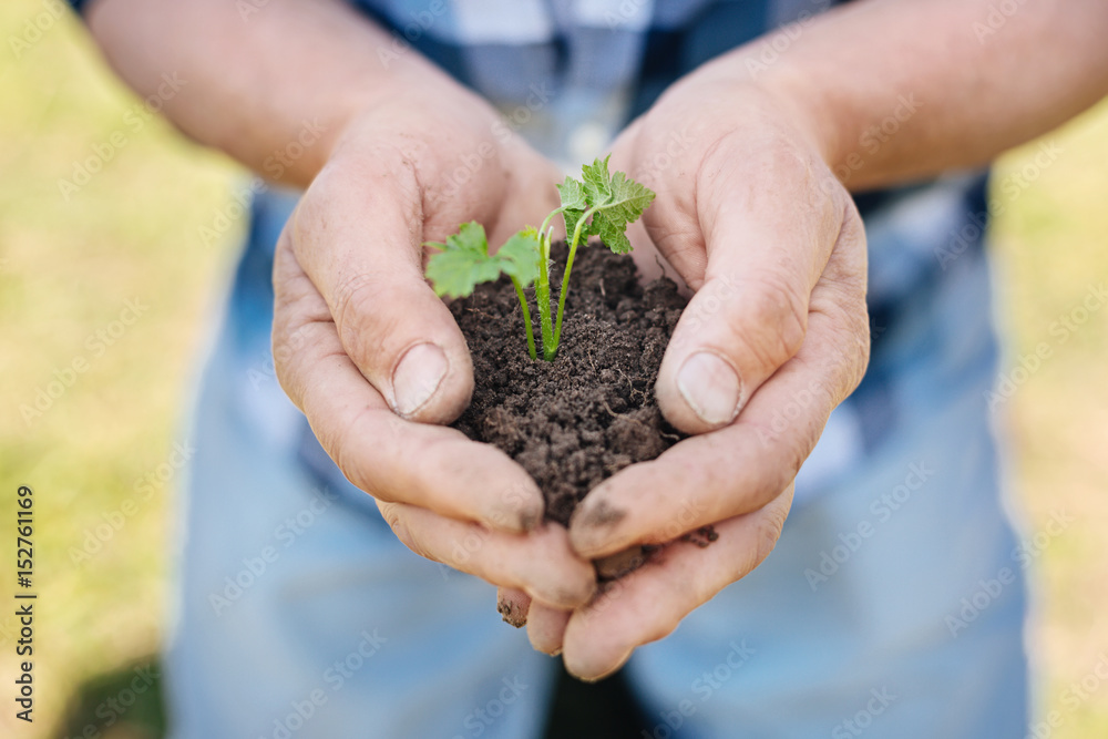 Gardeners hands holding pile of soil with plant