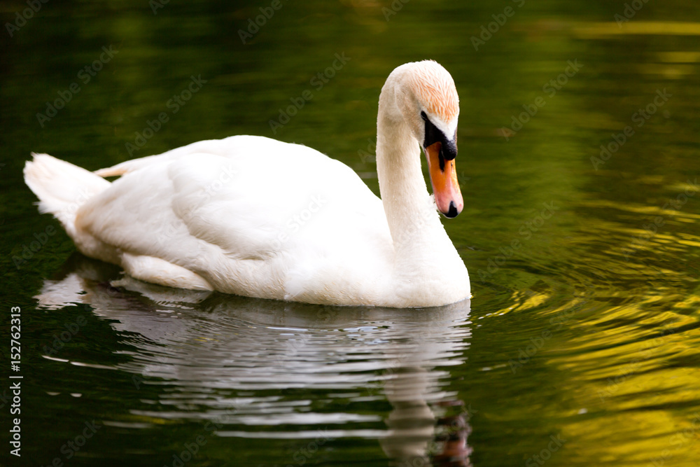 A beautiful Swan floats on the pond