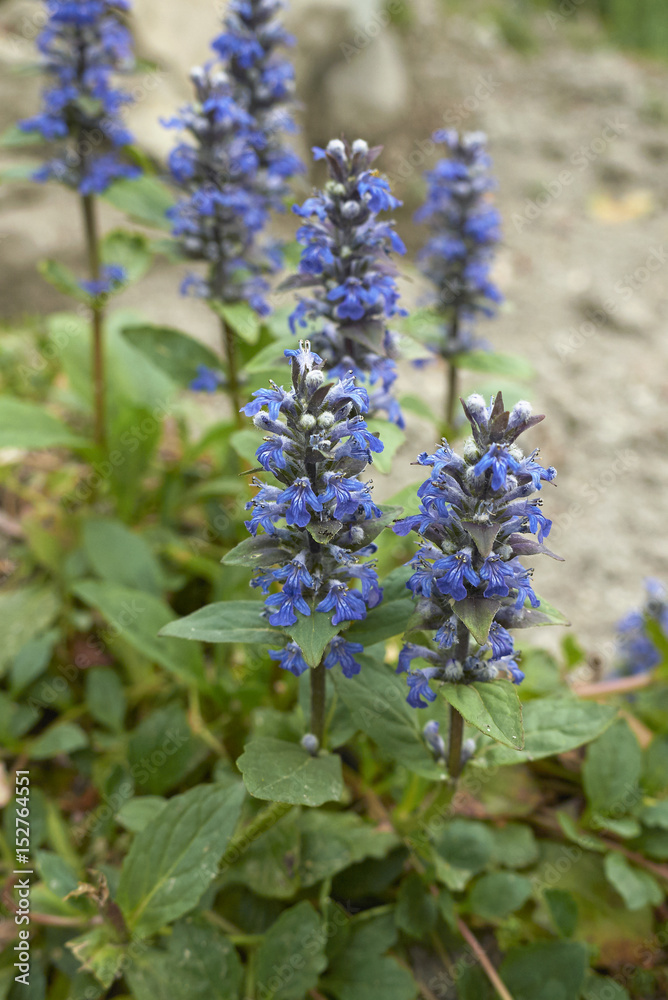 Obraz premium Ajuga reptans