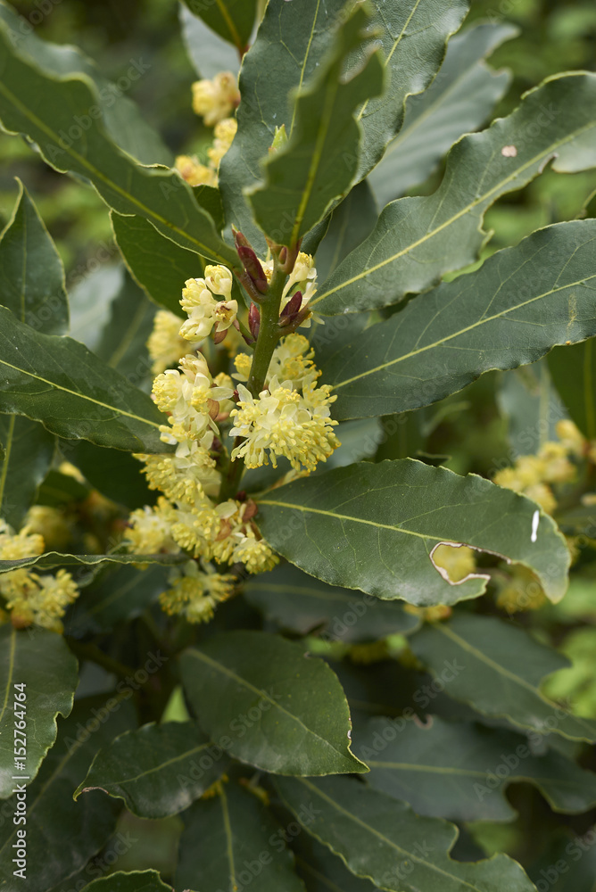 Laurus nobilis