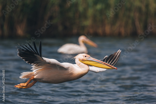 Beautiful pelican