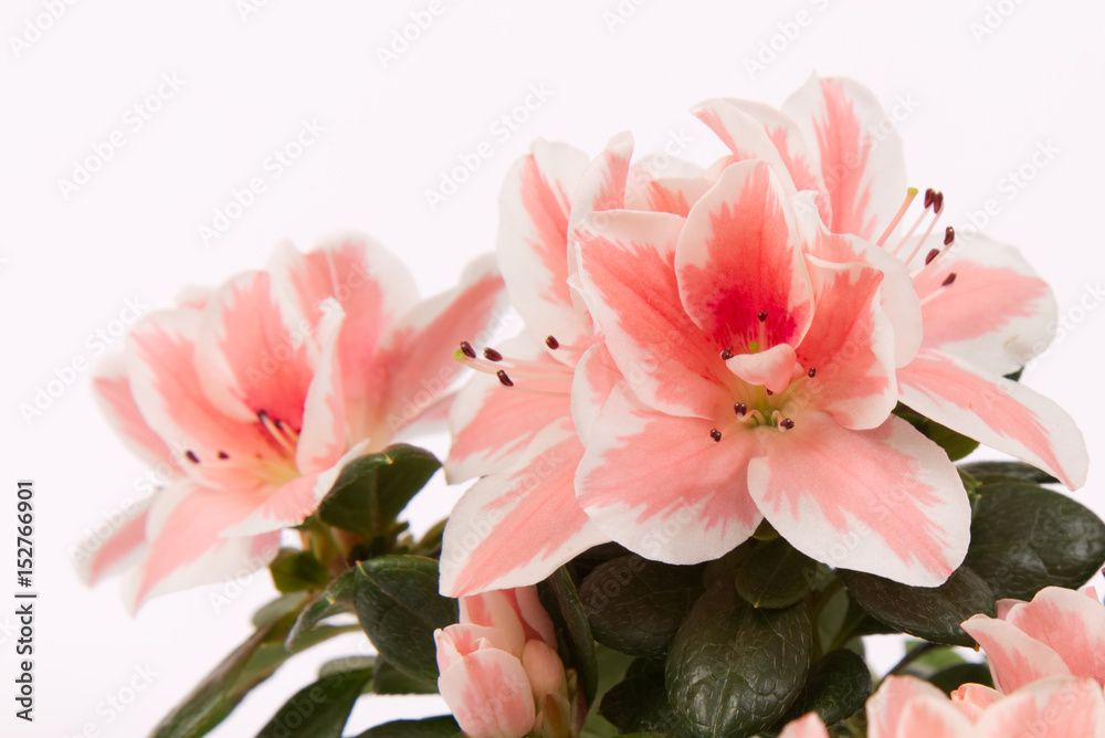 Fototapeta premium Azalea 3