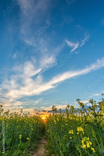Rapeseed field from lower view with sunset and nice clouds