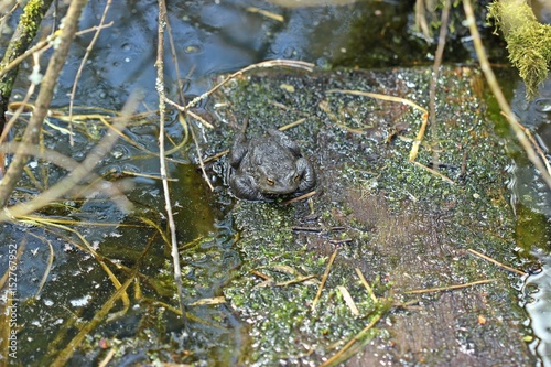 Erdkröte (Bufo bufo) am Teich im Mai