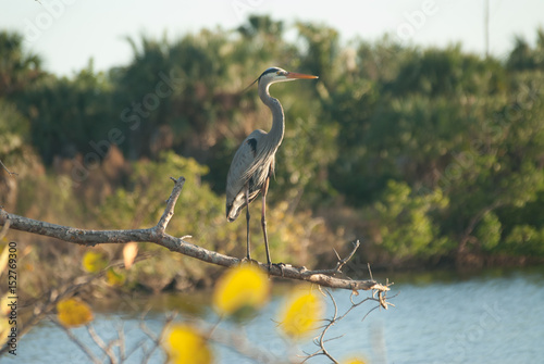 Fotografie great blue heron