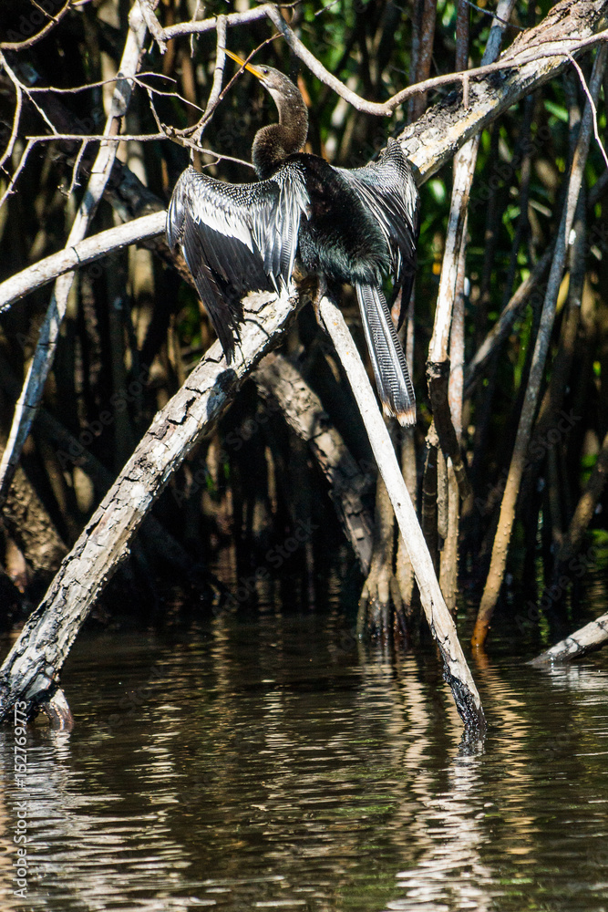 mangrove swamp birds eagle and cranes in Mexico mangrove swamp birds eagle and cranes in Mexico