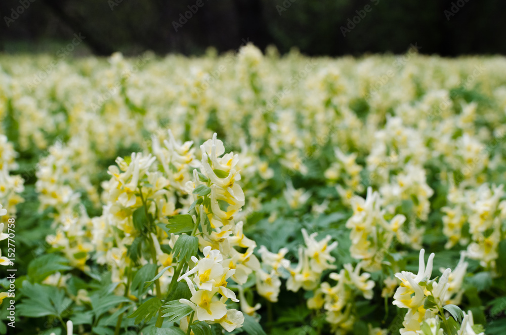 Green forest background of grass and flowers Green forest background of grass and flowers