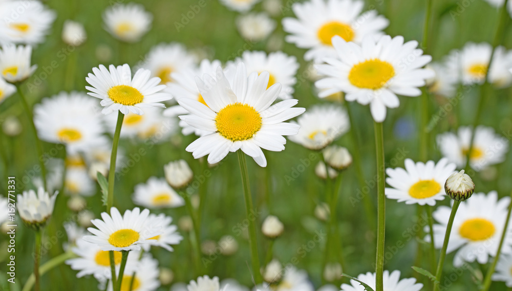 Margeriten, Leucanthemum, Wiesen-Margeriten Margeriten, Leucanthemum, Wiesen-Margeriten