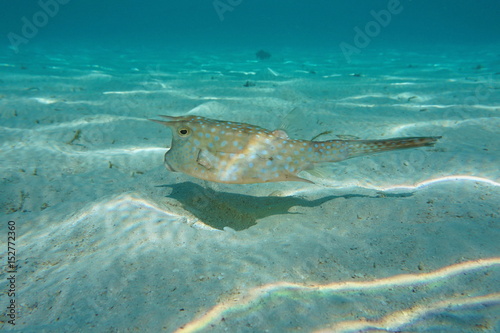 Tropical fish longhorn cowfish, Lactoria cornuta, underwater in the lagoon of Bora Bora, Pacific ocean, French Polynesia