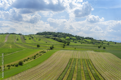 Landschaft mit Weing  rten am Goldberg bei Oggau im Burgenland