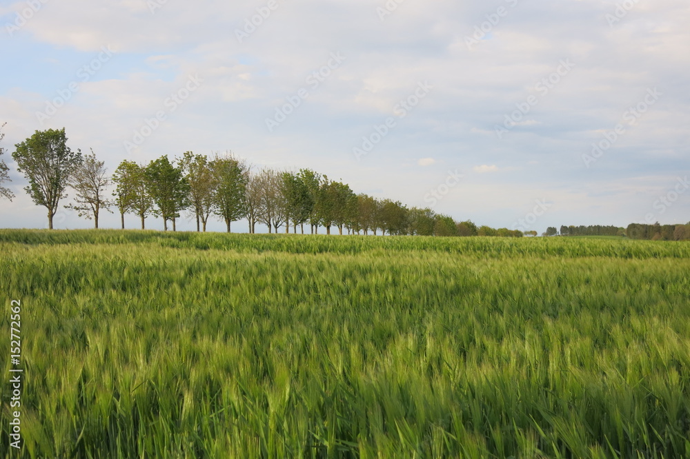 Fototapeta premium Allée d'abre dans les champs