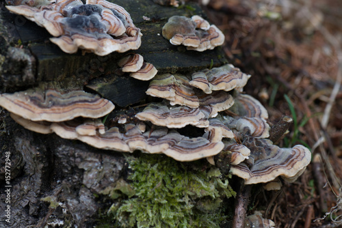 fungus on tree bark