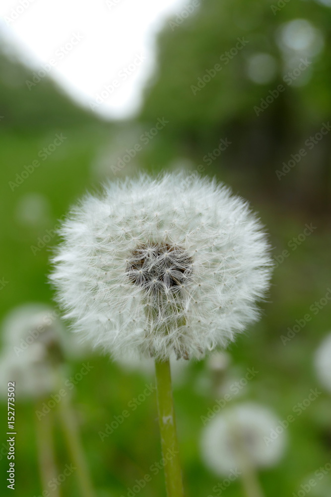 Fototapeta premium Pusteblume oder Löwenzahn