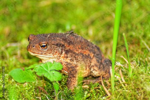 Erdkröte sitzt im Gras