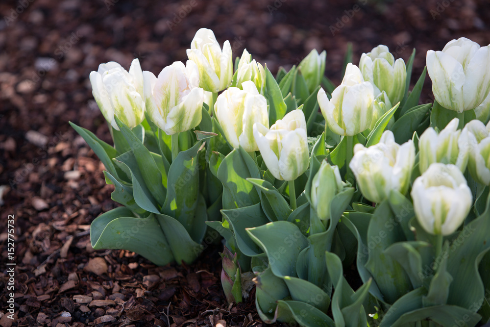 Beautiful white tulip flowers background.. Beautiful white tulip flowers background..