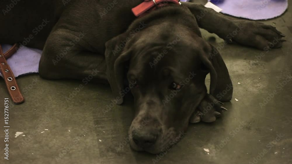 Unhappy dog with sad eyes longs for people's warmth and love, animal abuse Unhappy dog with sad eyes longs for people's warmth and love, animal abuse