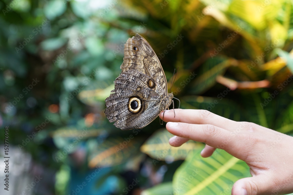 Fototapeta premium schmetterling auf der hand