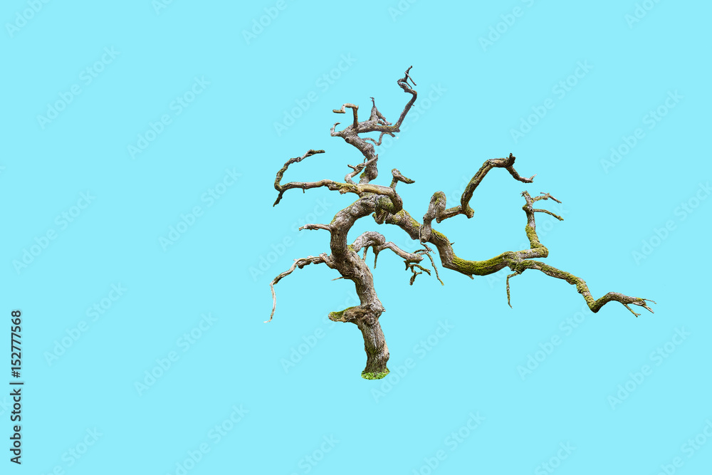 Wunschmotiv: knorriger toter Baum freigestellt für composing und collagen #152777568