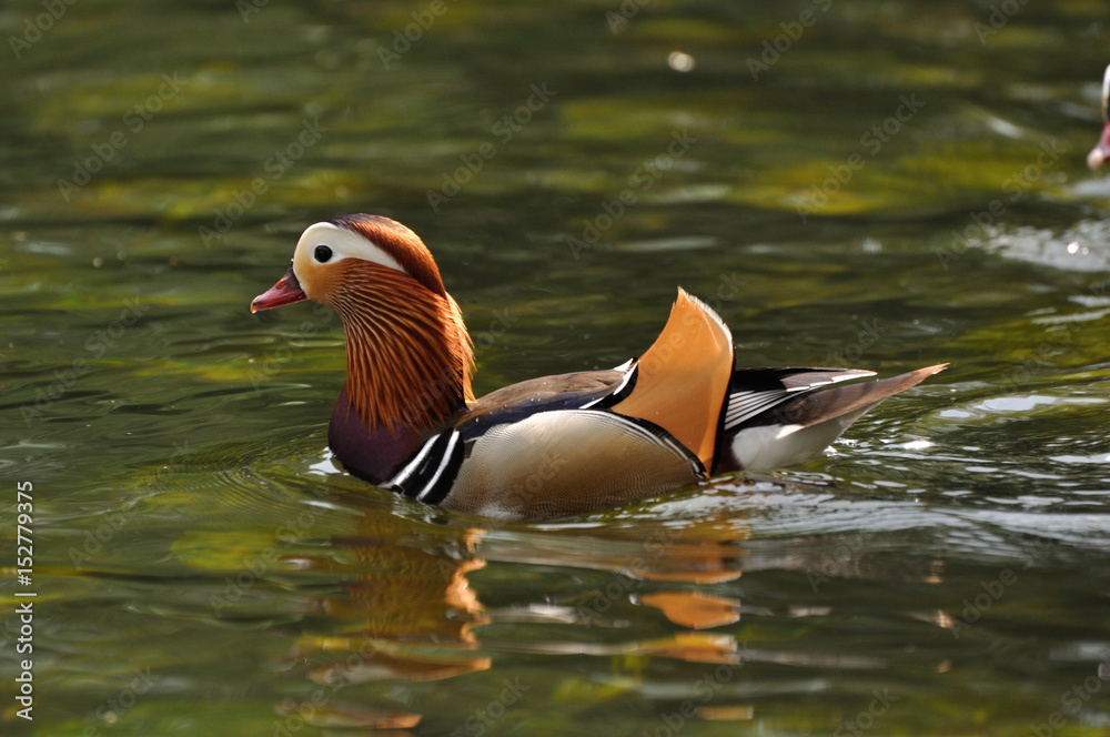 Mandarin duck (Aix galericulata)  swimming in water - obrazy, fototapety, plakaty 