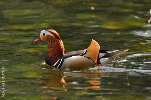 Mandarin duck (Aix galericulata) swimming in water