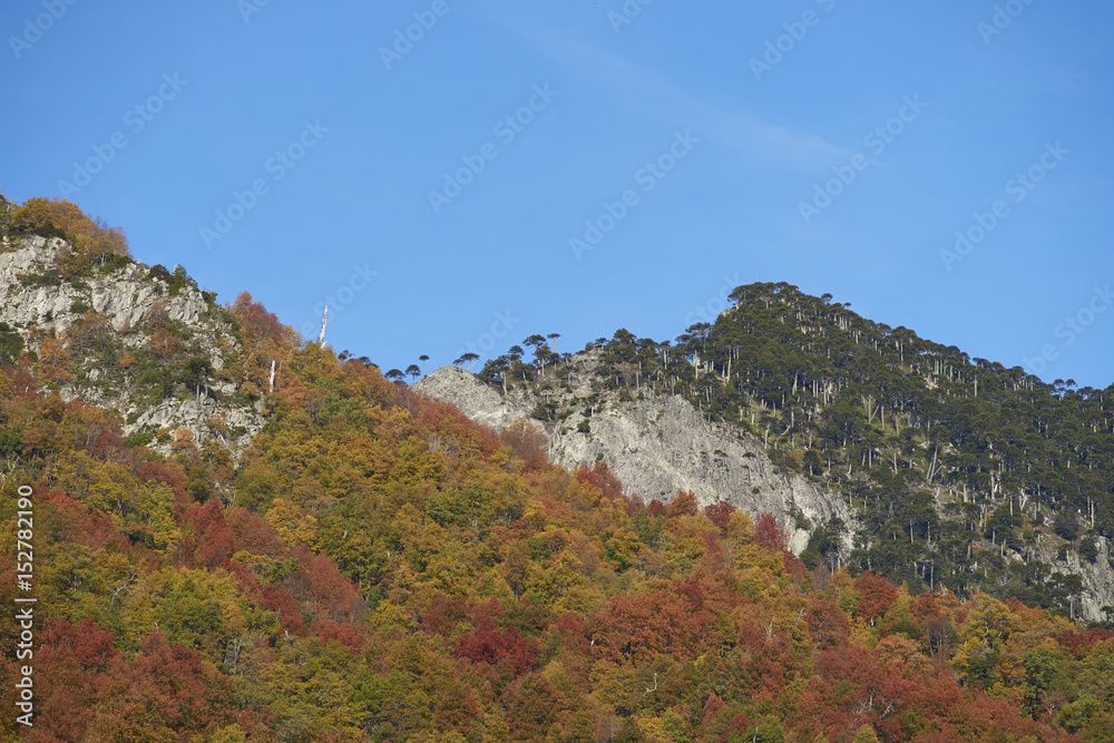 Autumn in Conguillio National Park in southern Chile. Trees in autumn foliage in the foreground; evergreen Araucania Trees (Araucaria araucana) beyond on the higher rocky mountain tops. 