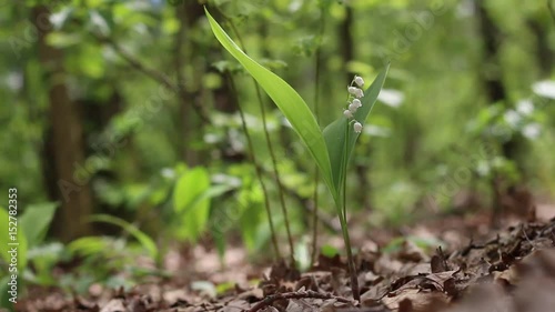 lonely lily in forest