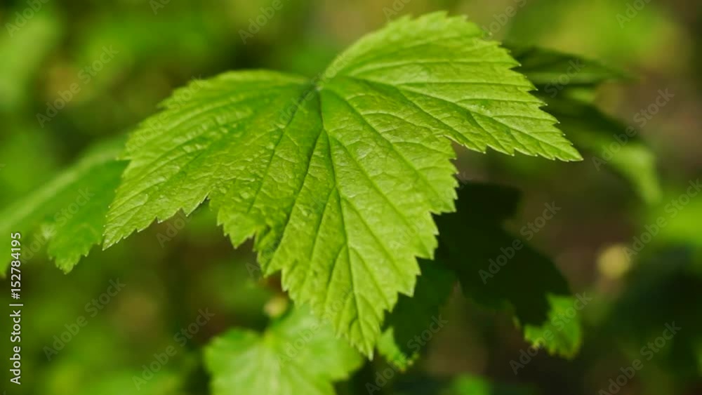 Currant Leaf/Green leaf of a currant on a blurred background. Spring. Russia, Moscow region, May. Shade from a sheet of currant. Currant Leaf/Green leaf of a currant on a blurred background. Spring. Russia, Moscow region, May. Shade from a sheet of currant.