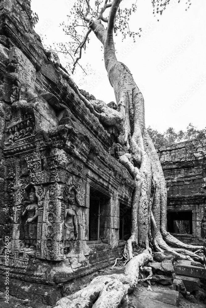 Overgrown tree roots at Ta Prohm Temple in Siem Reap, Cambodia