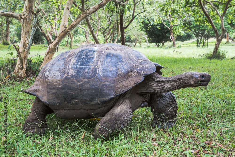 Fototapeta premium Giant tortoise of the Galapagos