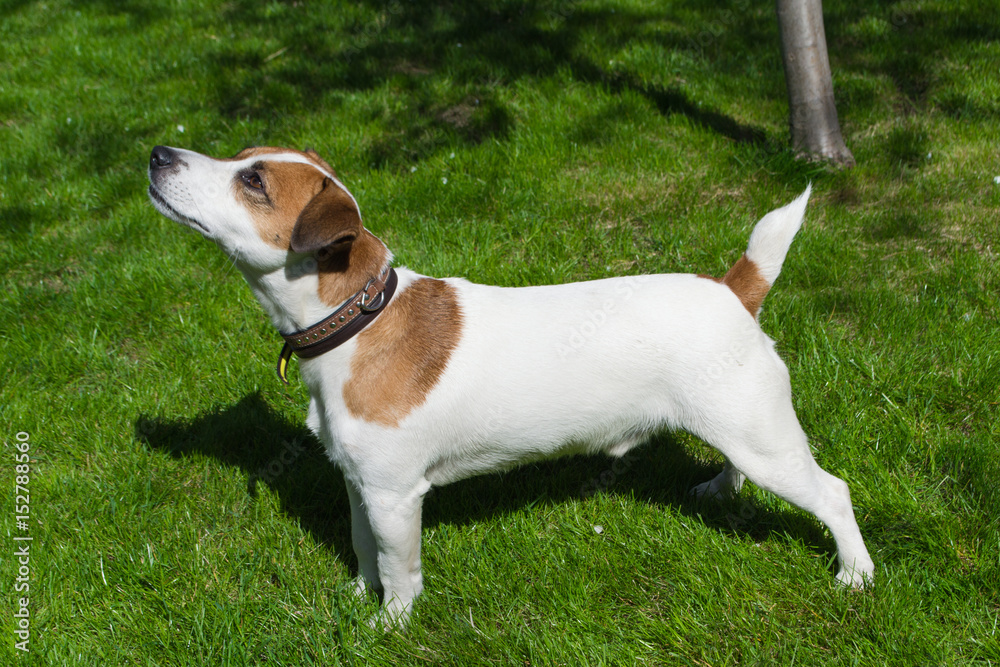 Young dog stay on the grass. Dog Breed Jack Russell on a Meadow. Pet Outdoor