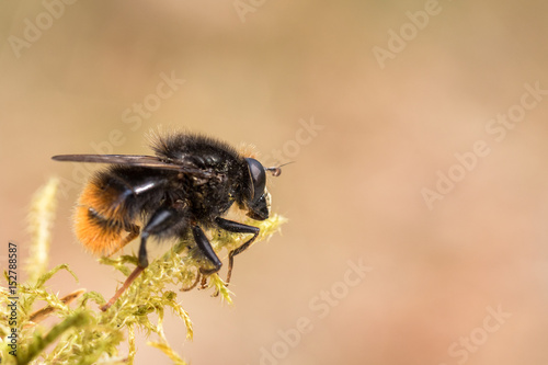 Hoverfly, Criorhina ranuculi, male, sitting on green moss © Lillian