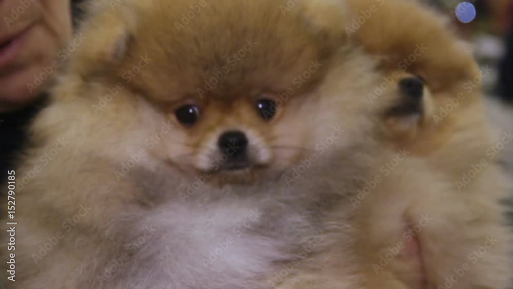 Couple of adorable Pomeranian dogs looking around curiously at canine show Couple of adorable Pomeranian dogs looking around curiously at canine show