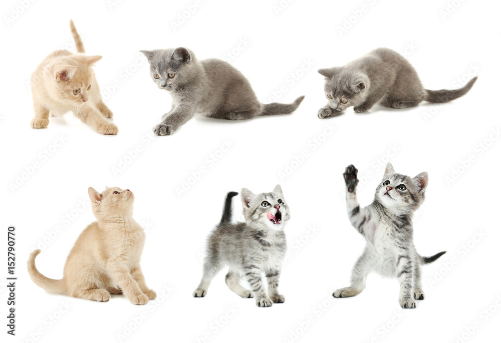 Collage of kittens on a white background Collage of kittens on a white background