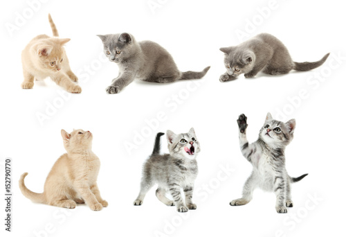 Fototapeta Naklejka Na Ścianę i Meble -  Collage of kittens on a white background