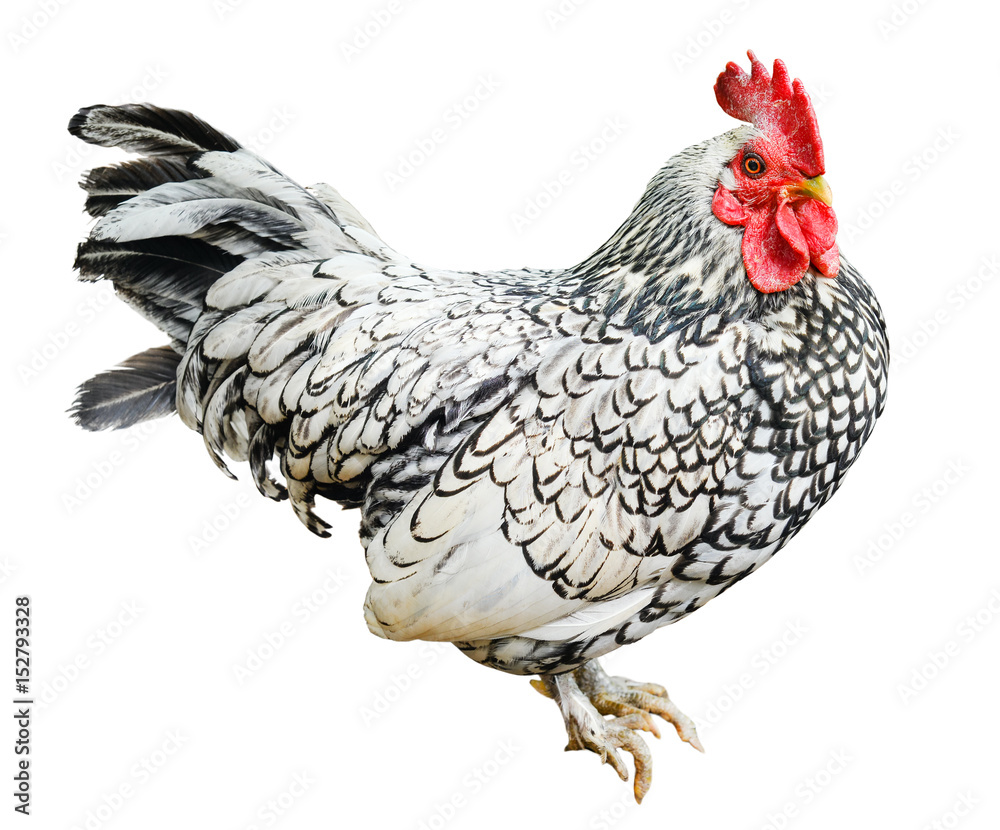 Big beautiful male rooster isolated on white background. Cock crowing in  front of white background. Farm animals. White and black isolated rooster  full size. Stock Photo | Adobe Stock