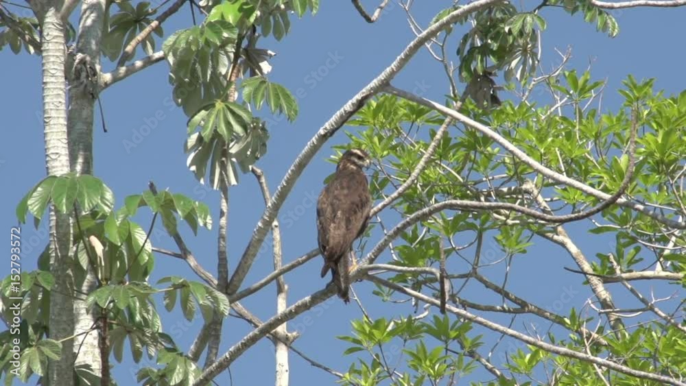 bird of prey in tree, Pantanal, Mato Grosso do Sul bird of prey in tree, Pantanal, Mato Grosso do Sul