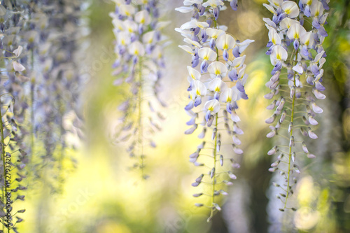 Close view to blooming wisteria branches hanging. Soft green background.
