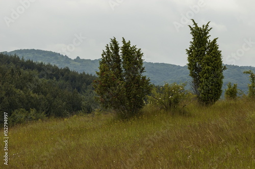 Majestic spring forest, fresh glade with different grass and blossom  wildflower, Plana, mounrain, Bulgaria