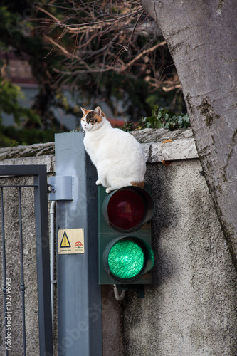 Fototapeta Naklejka Na Ścianę i Meble -  Cat on the traffic light