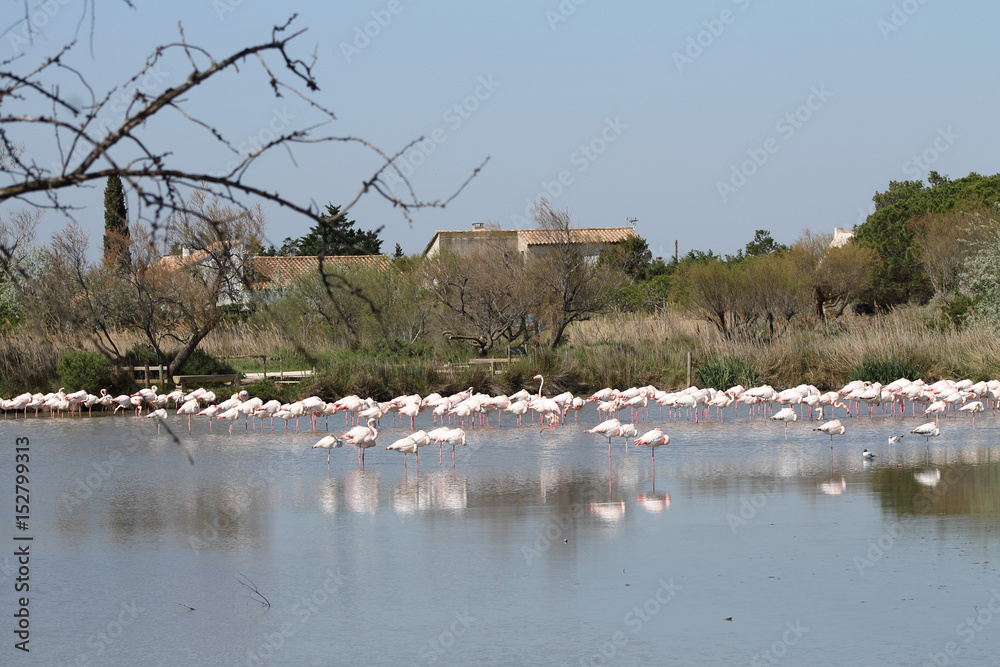Naklejka premium Pink flamingos in Camargue, France